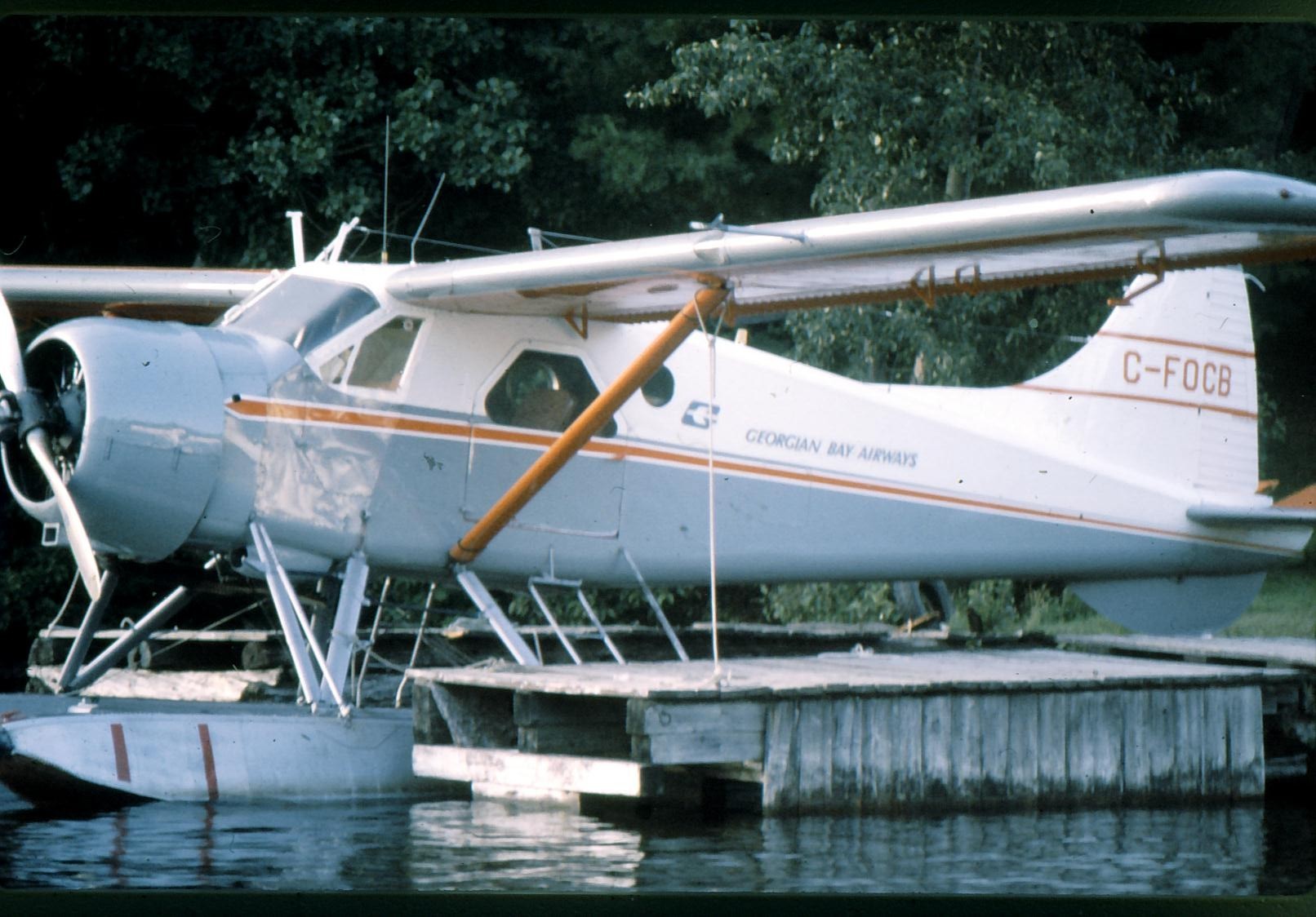 Beaver